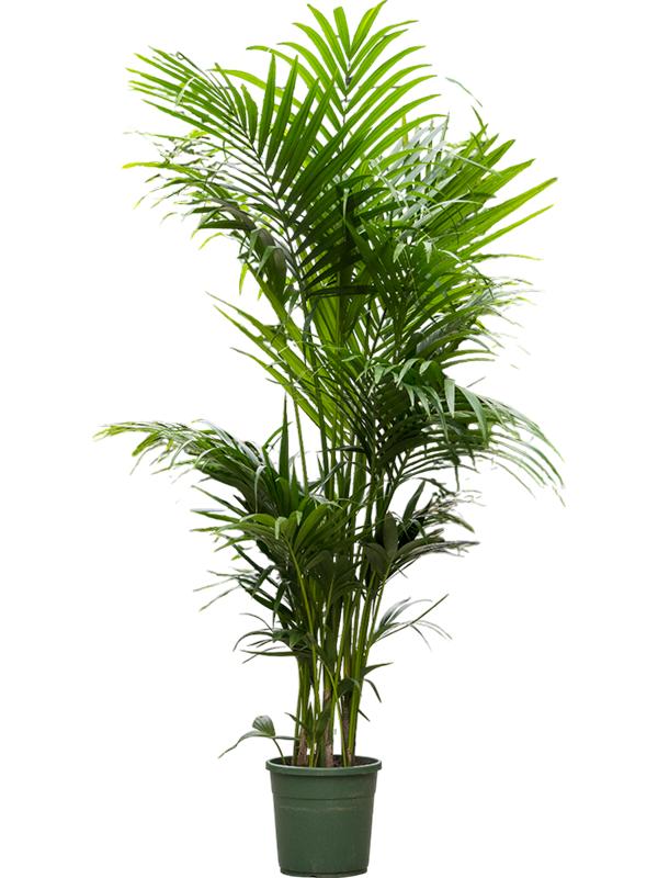 Kentia (Howea) forsteriana, D 30
