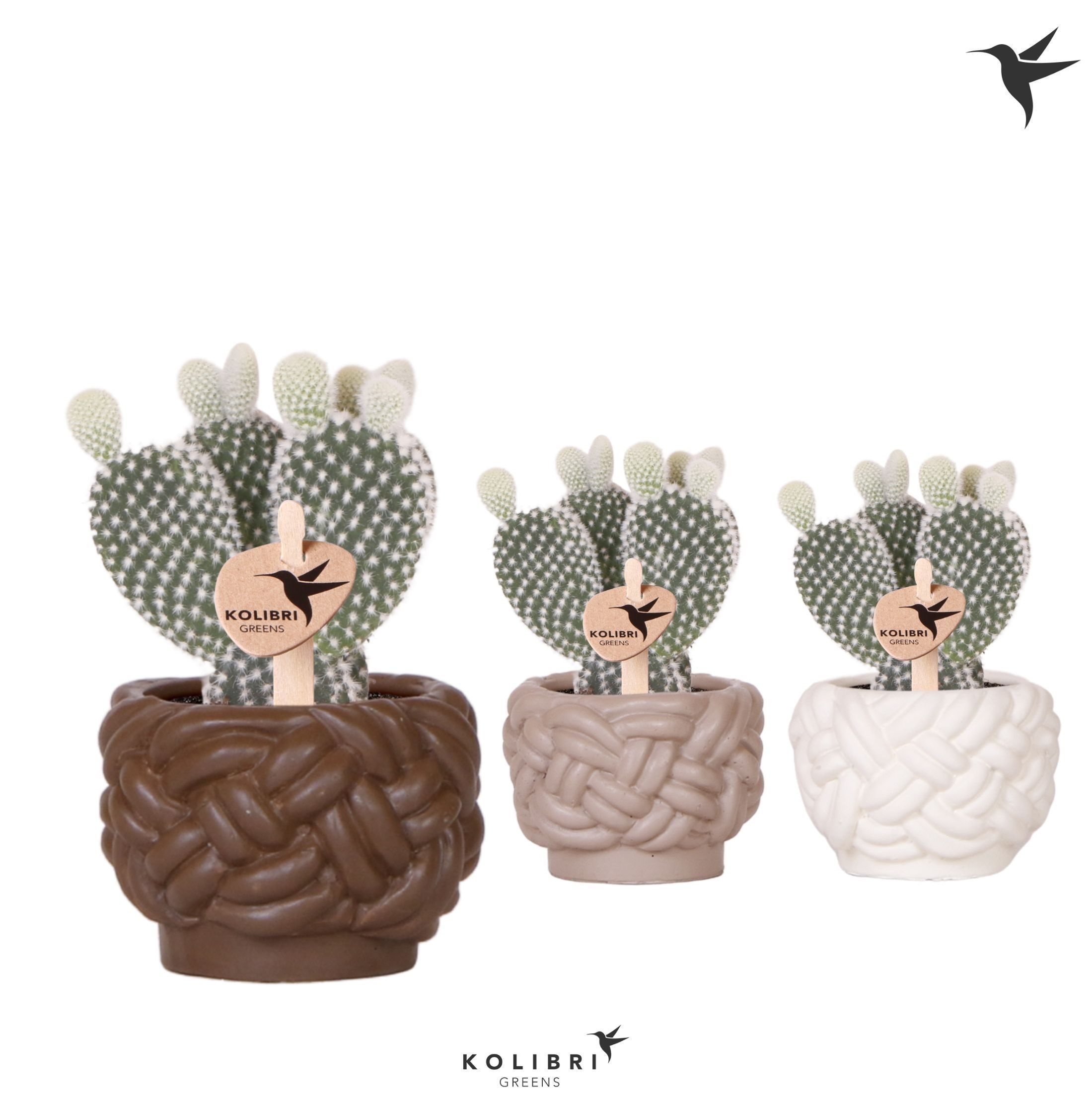 Kolibri Greens Opuntia white in Rope pot mix, D 6 cm