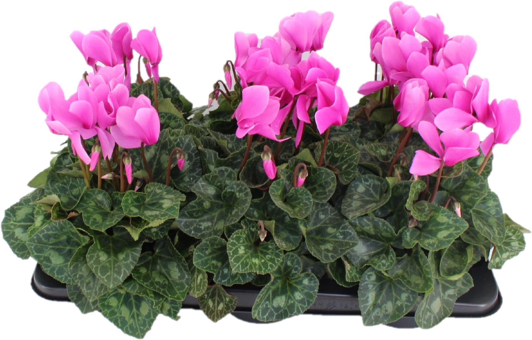Cyclamen Halios HD Lavender, D 13 cm