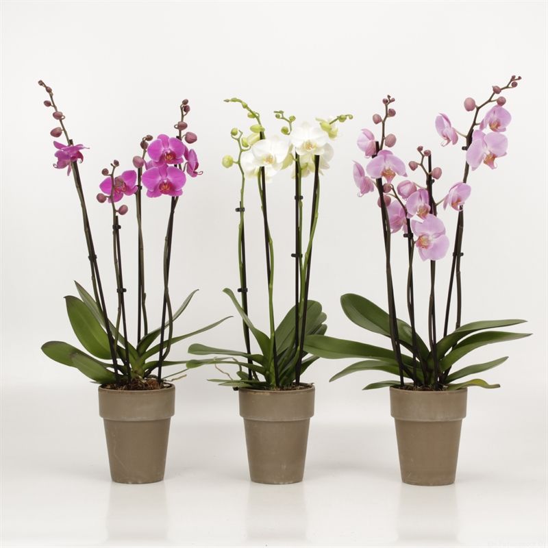 Phalaenopsis gemengd 4 tak gemengd in Megane grijs pot 13cm, D 13 cm