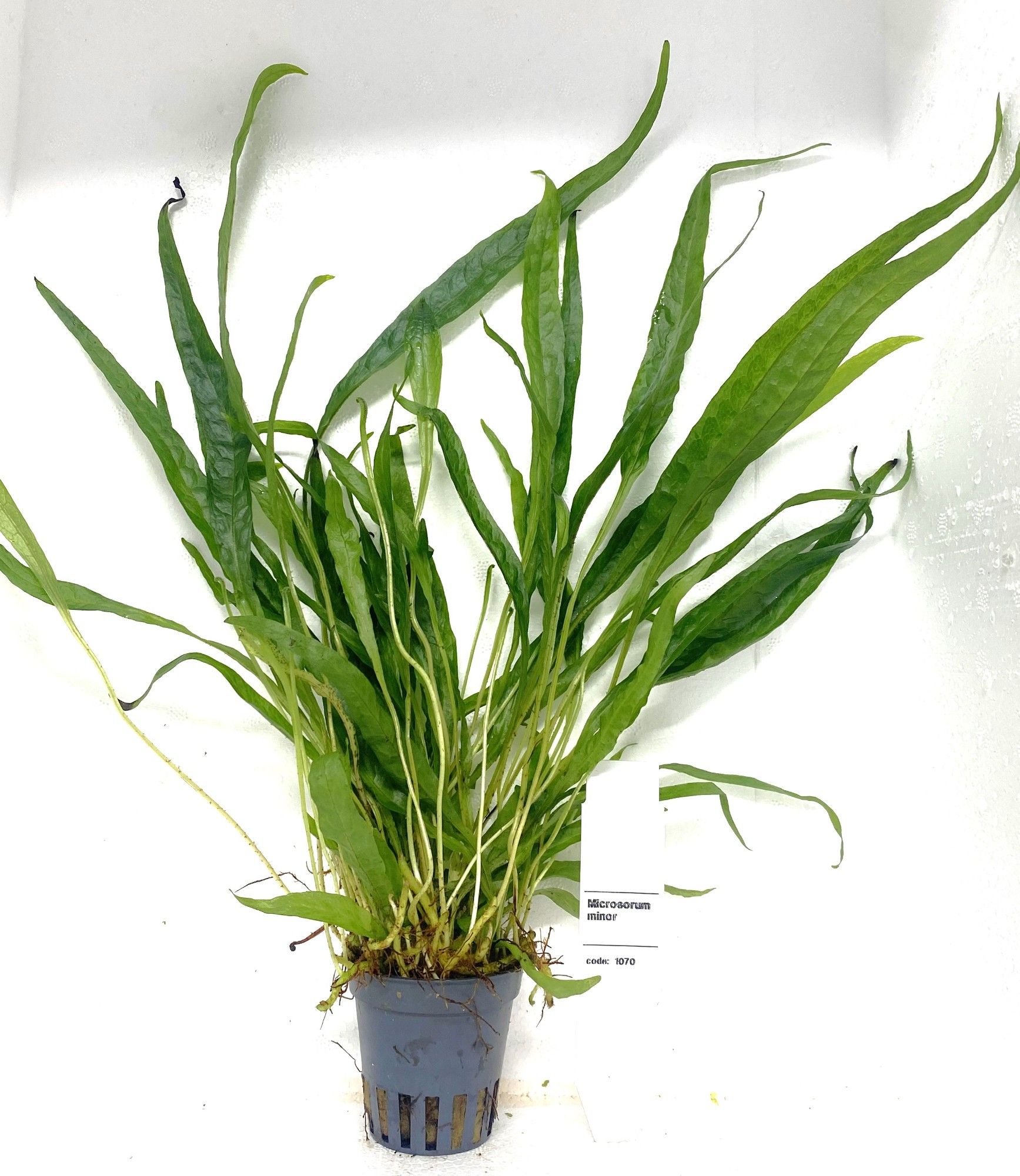 Microsorium pteropus, D 5