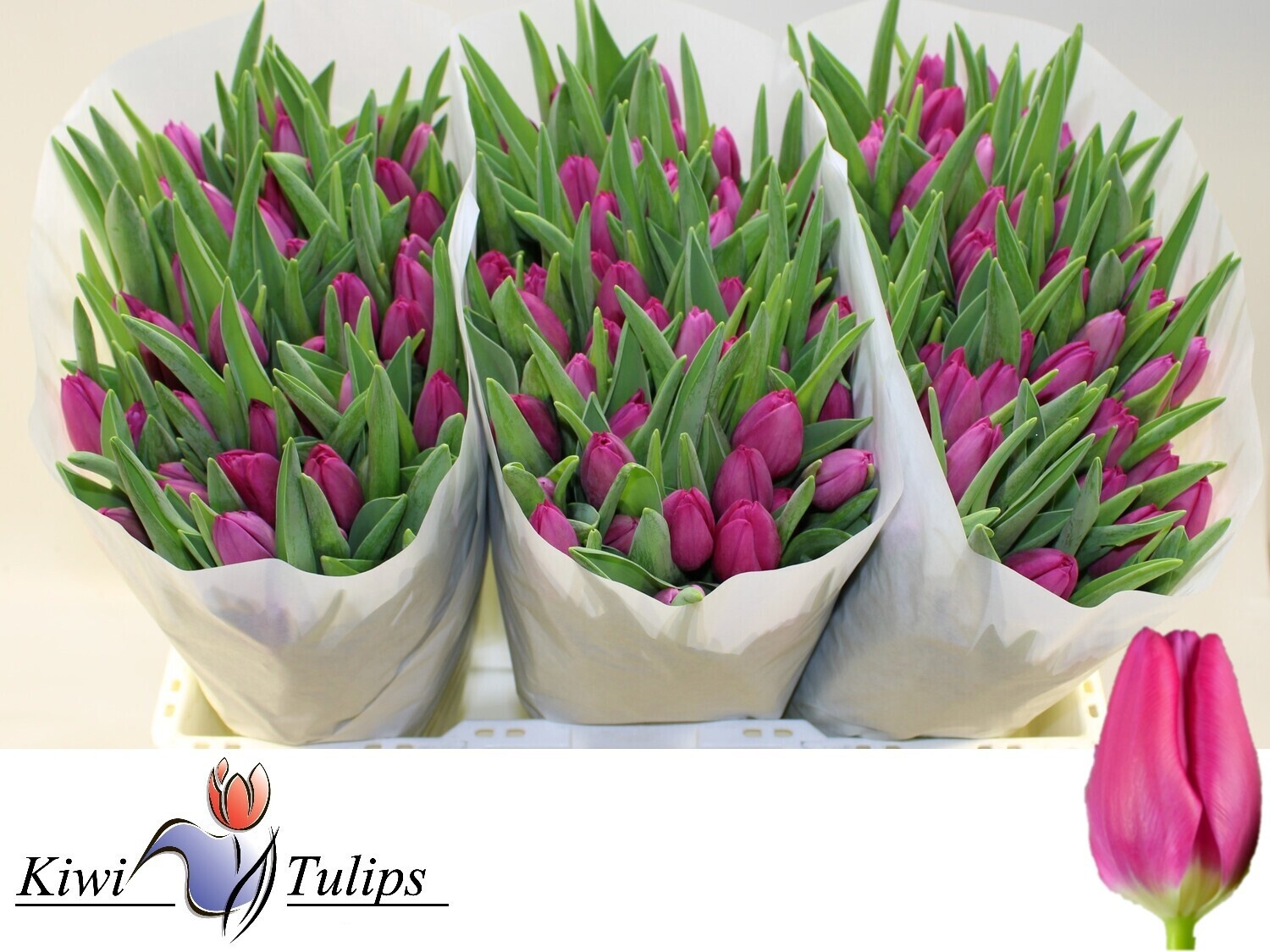 Тюльпан од. Пинк Ардур (ярко-роз.), шт.