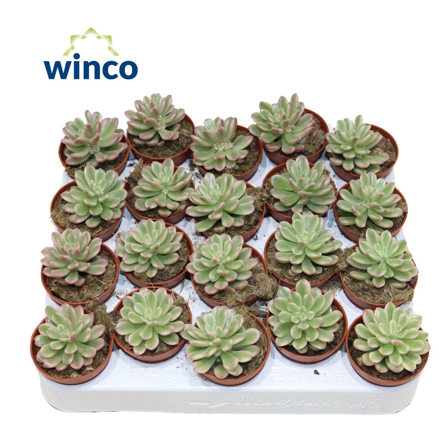 Sedum Rubrotinctum Variegata, D 5,5