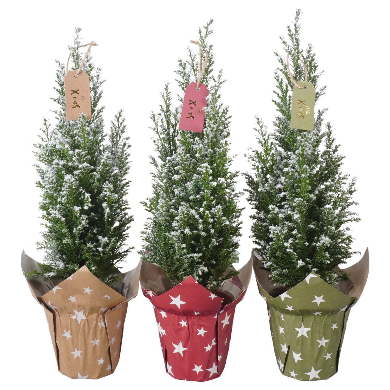 PTK26716 Ellwoodii met sneeuw in papieren potcover mix met decoratie, D 9