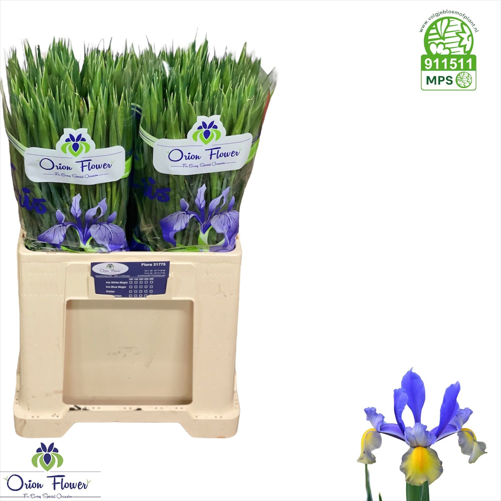 Ирис Мисс Сайгон (син.), шт.