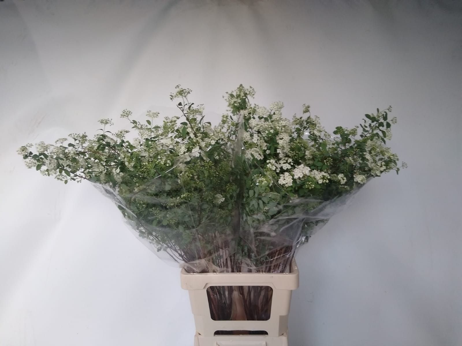 Спирея Сноумаунд 70, шт.