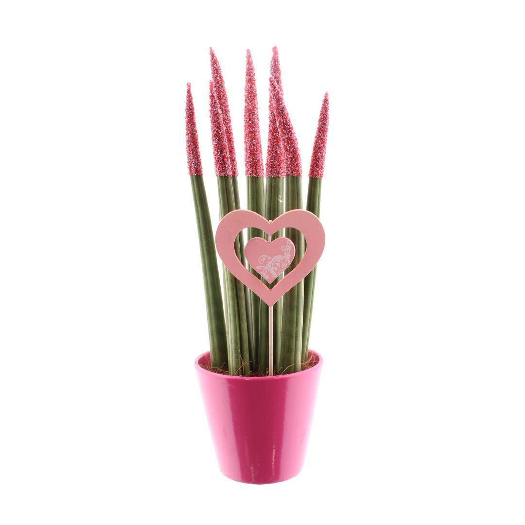 Sansevieria Candy TOUCHZ® Sweetdip Red in Fuchsia R'dam keramiek met hart steker, D 8,5