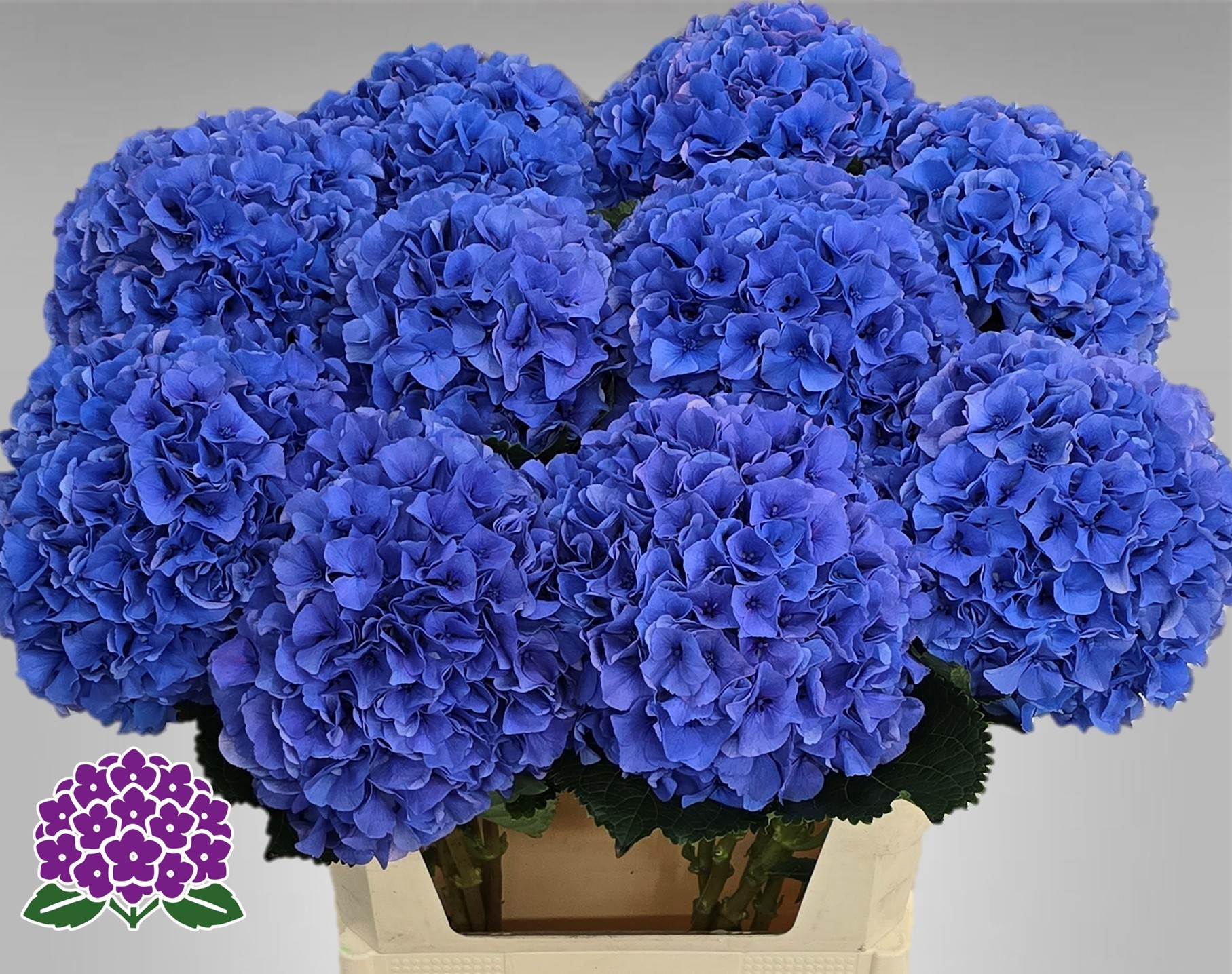 Гортензия Роял Парад 50, шт.