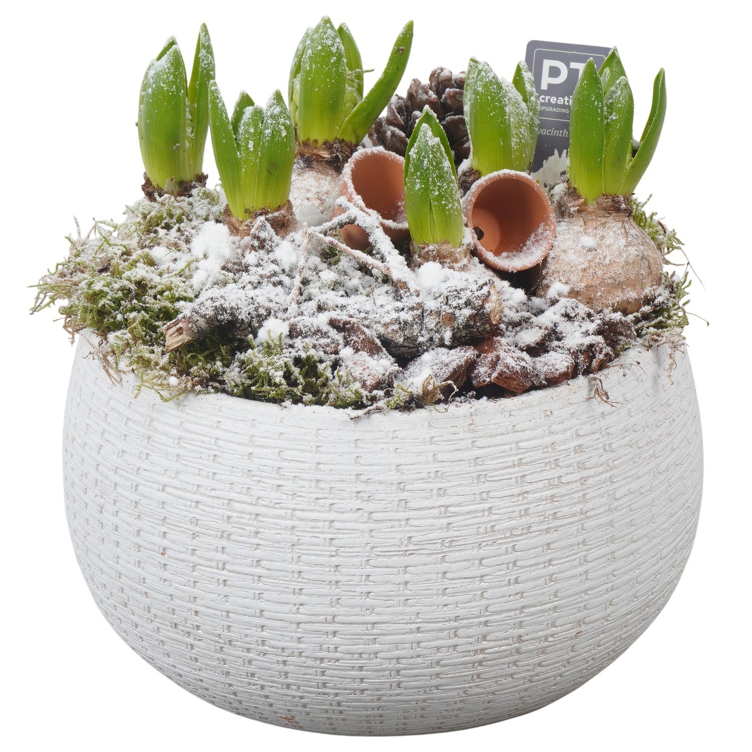 PTWH4071 Arrangement Winter Hyacint in keramiek schaal, D 23