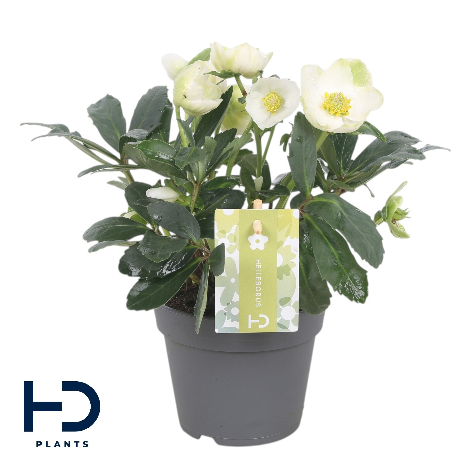 Helleborus niger 'Advent Star Early' XL p12, D 12 cm