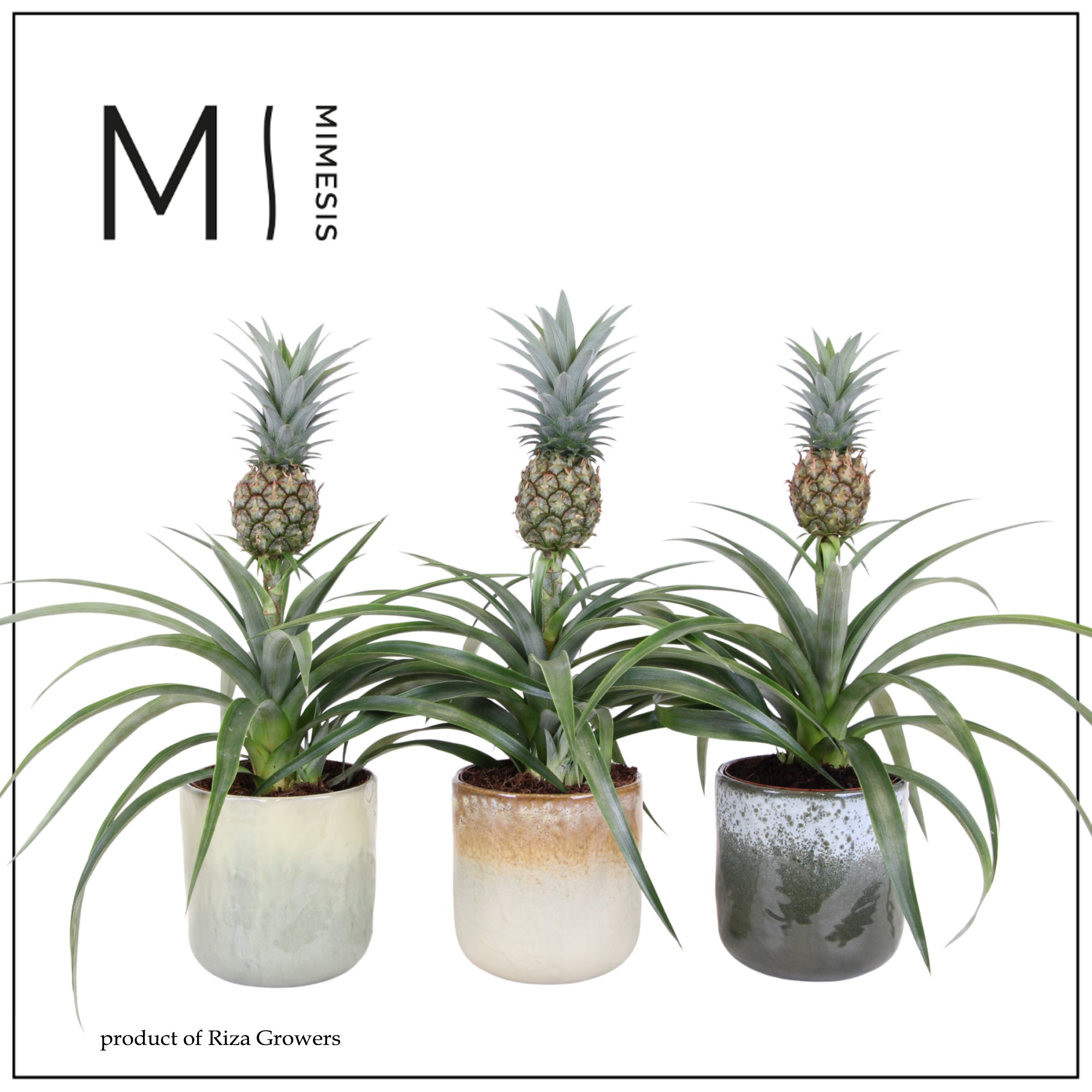 Ananas Mi Amigo - 12cm in Ottawa | Mimesis, D 12