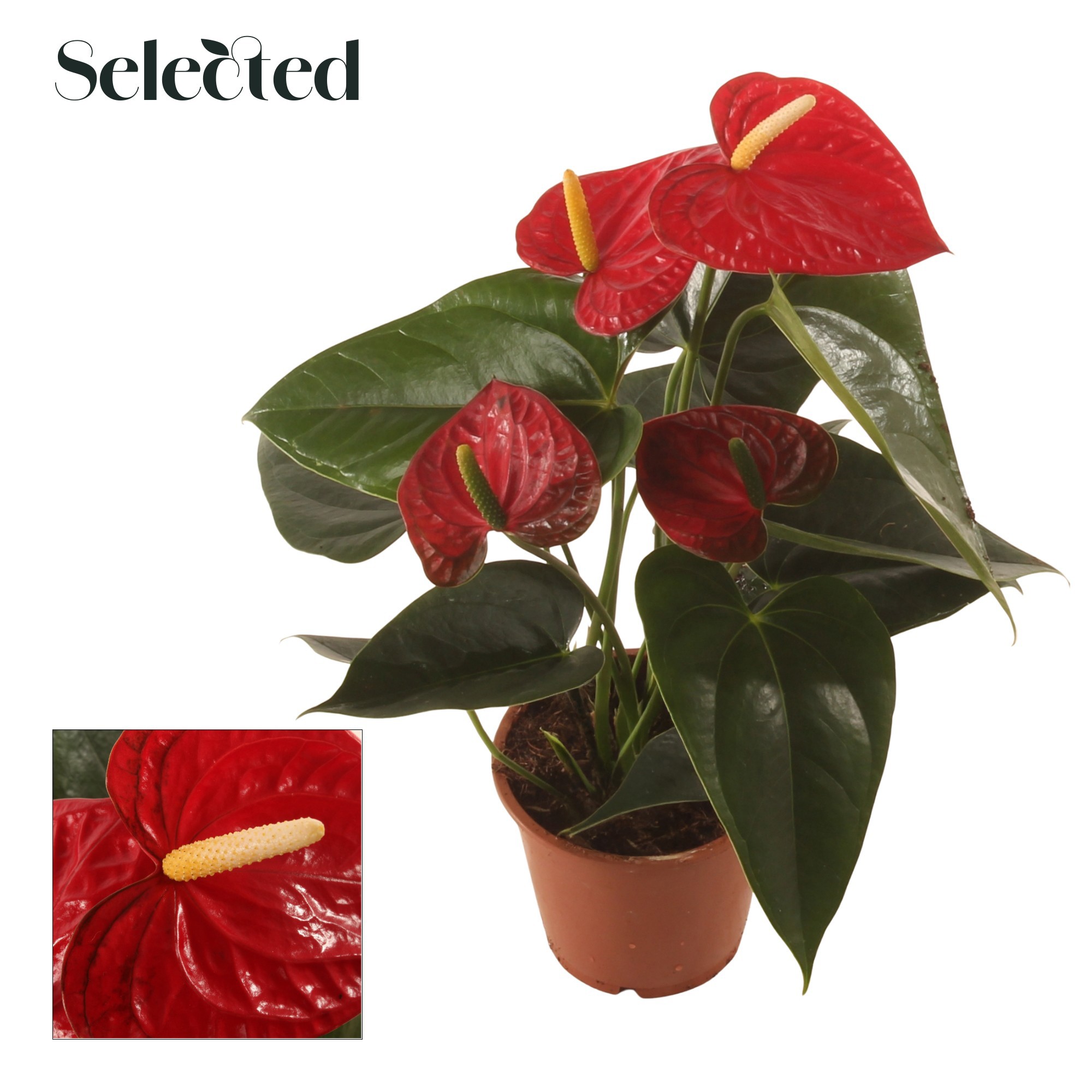 Anth. Easy Red P12 Selected, D 12