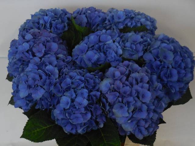 Гортензия Помпиду 60, шт.