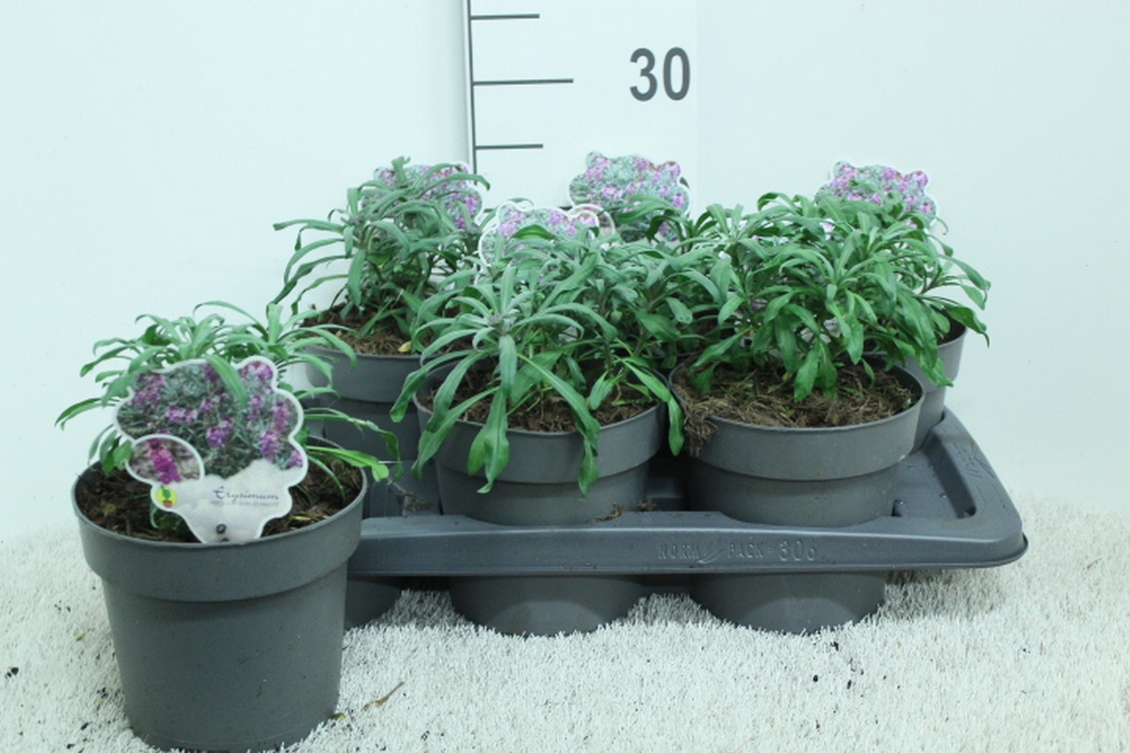 Erysimum 'Bowles Mauve' P17, D 17