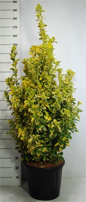 Euonymus jap. 'Aureus', D 40