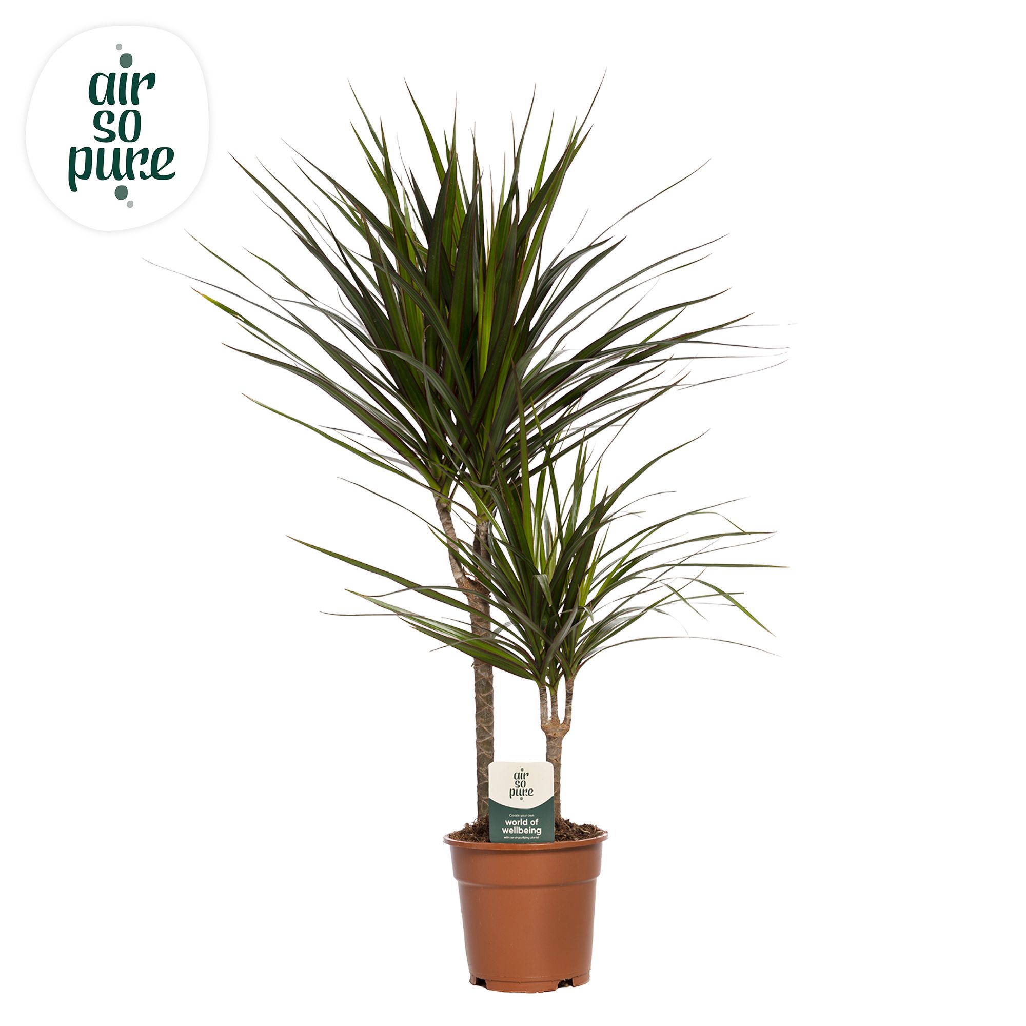 Dracaena Marginata p17, 30+10 (Air so Pure), D 17