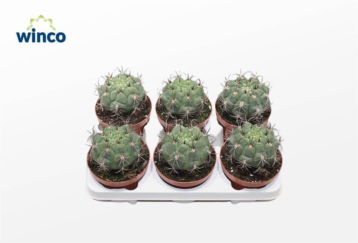 Gymnocalycium Saglyonis, D 13 cm