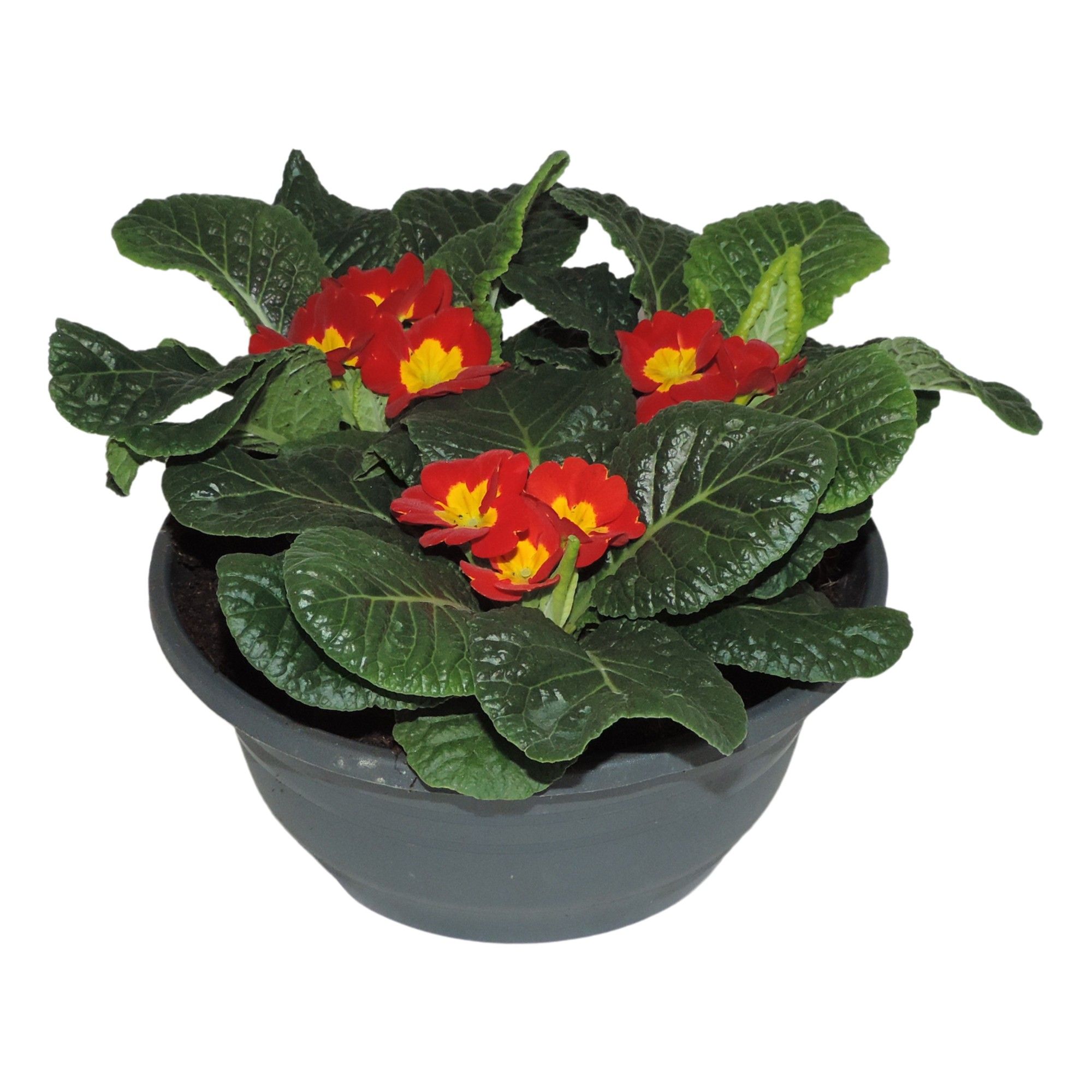 Primula Acaulis Rood Schaal 19 cm, D 19