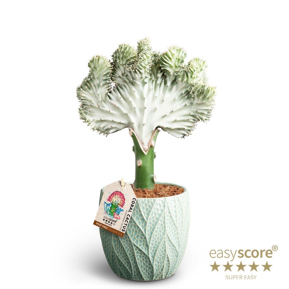 Leaf Ocean, Euphorbia lactea, D 12