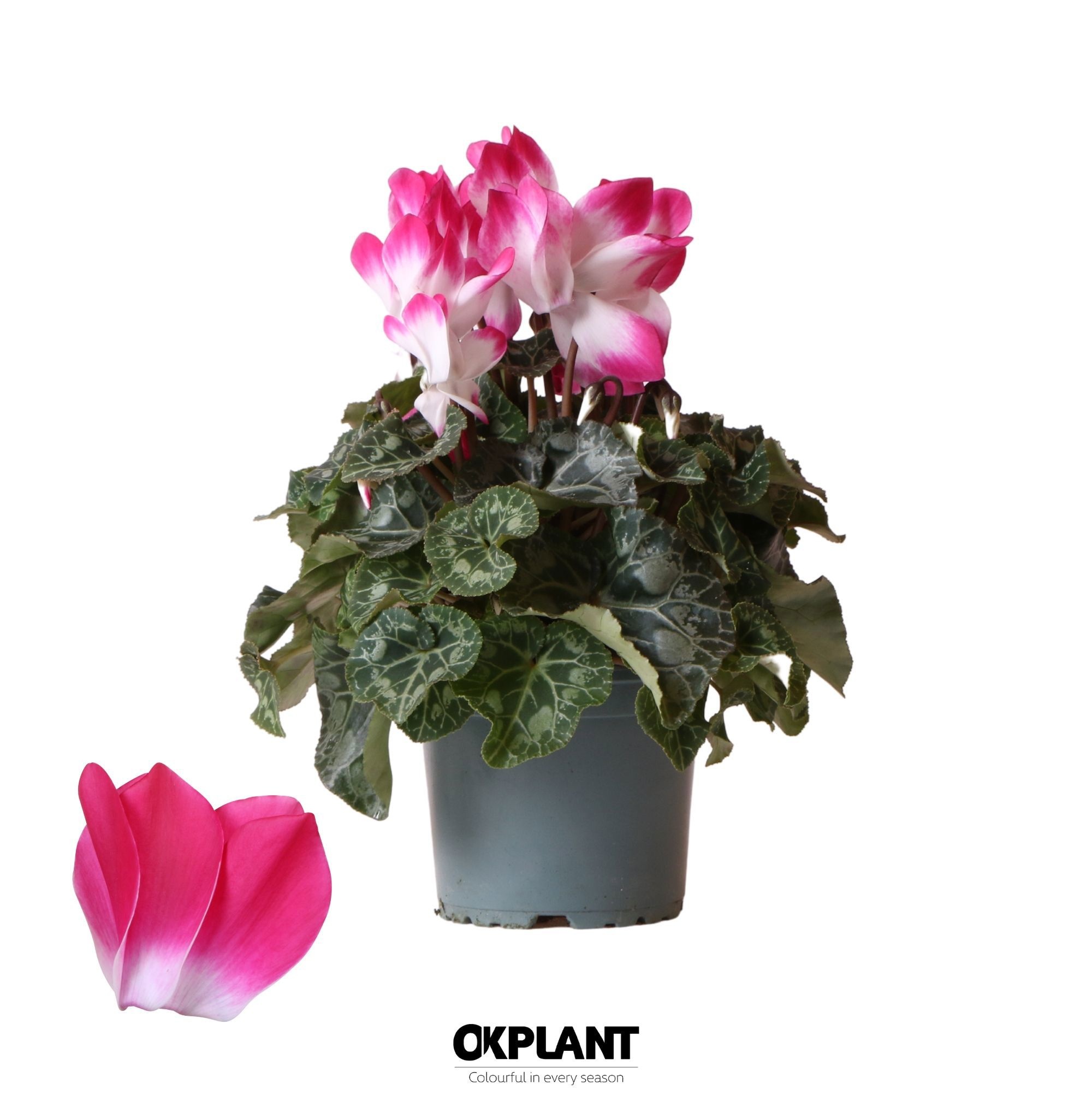 Cyclamen Indiaka fuchsia, D 12