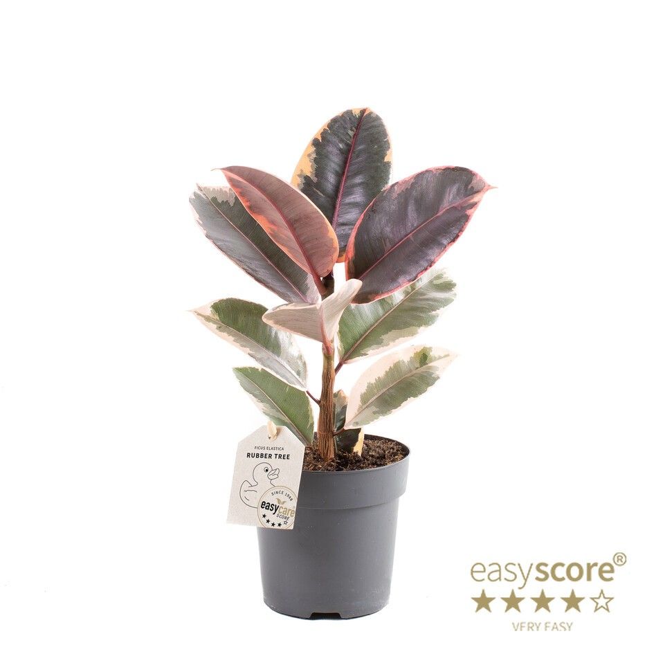 FICUS ELASTICA 'BELIZE', D 11 cm