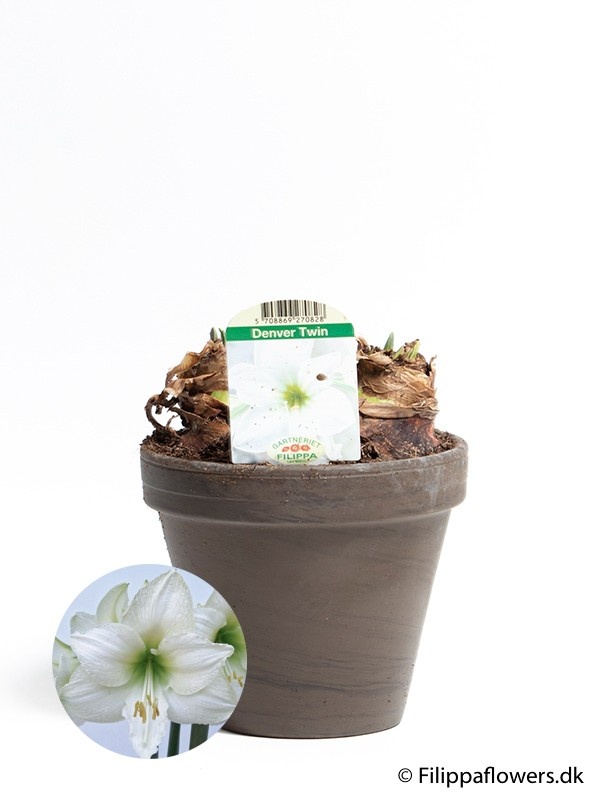HIPPEASTRUM-HYBRID DENVER TWIN WHITE, D 15 cm