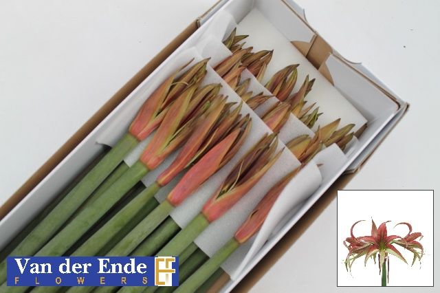 Амарилис Танго (фиолетово-зелен.) x18, шт.