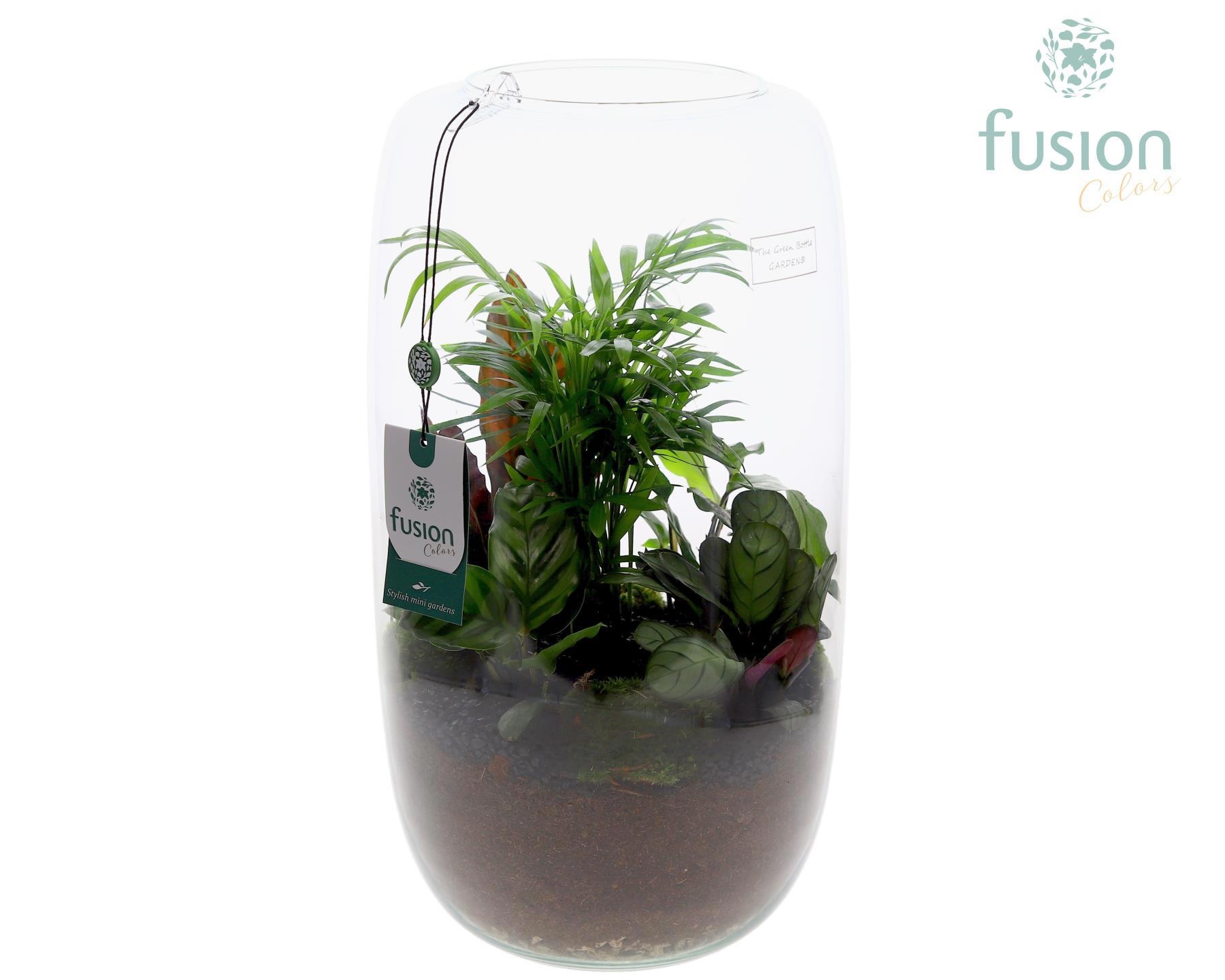 Green BottleIsabella XXLarge met Groene Planten arrangement, D 23