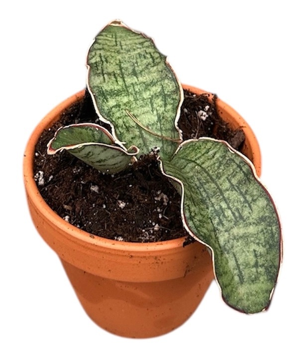 Sansevieria Kirkii Silver Blue, D 8