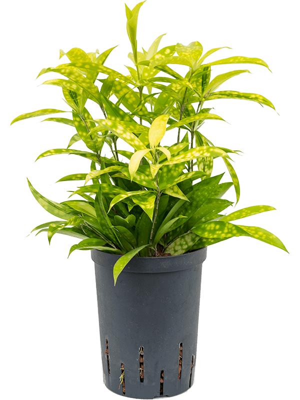 Dracaena surculosa 'Mike', D 15