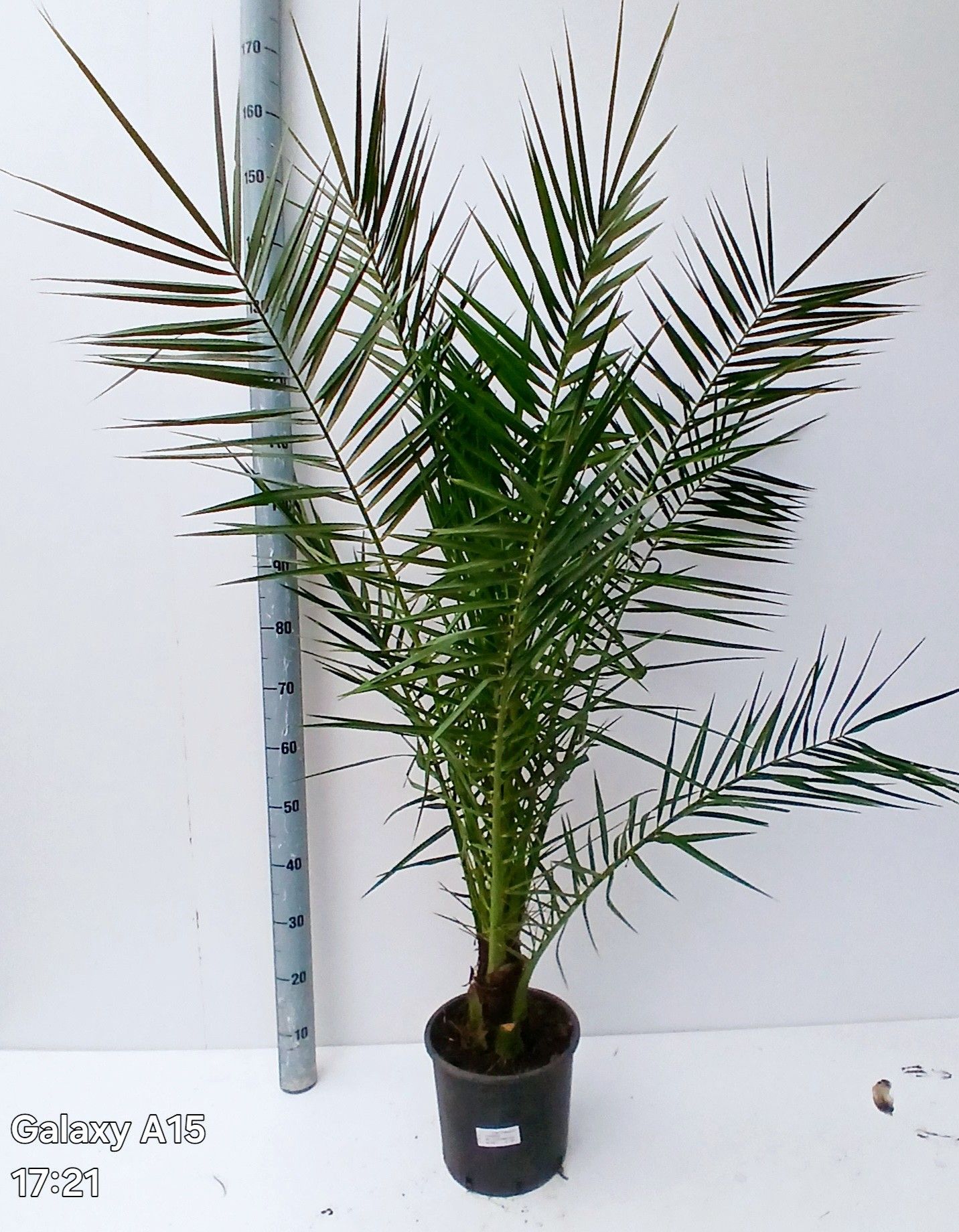 phoenix canariensis, D 24