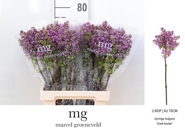 Сирень Дарк Костер 70 (фиолет.), шт.