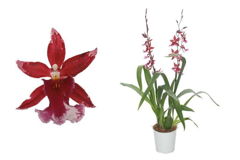 Barrocco Red 2T24+ long, D 12