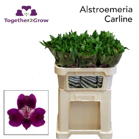 Альстромерия Карлин (фиолет.), шт.