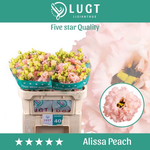 Эустома Алисса Пич 70 (сальм.), шт.