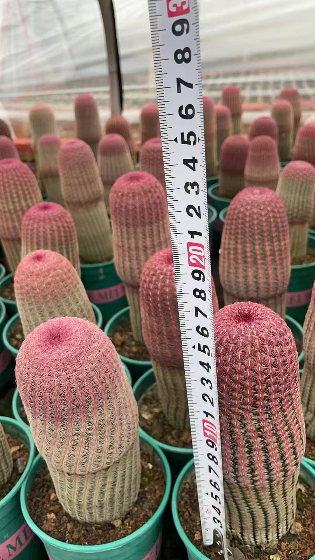 кактус Ред Сан 11 20