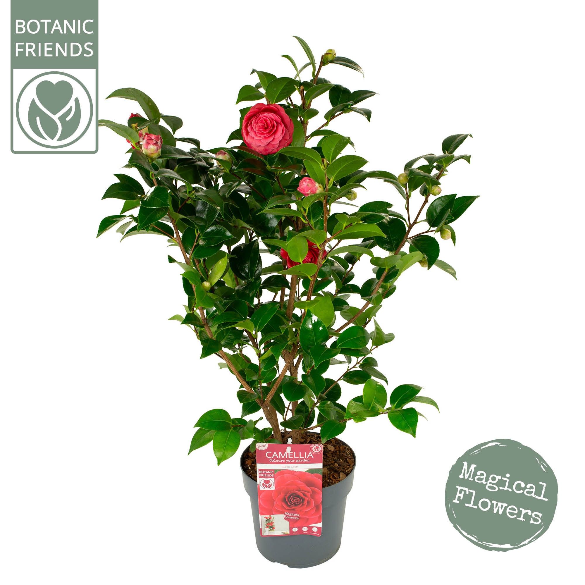 Camellia jap. 'Black Lace' Premium, D 19