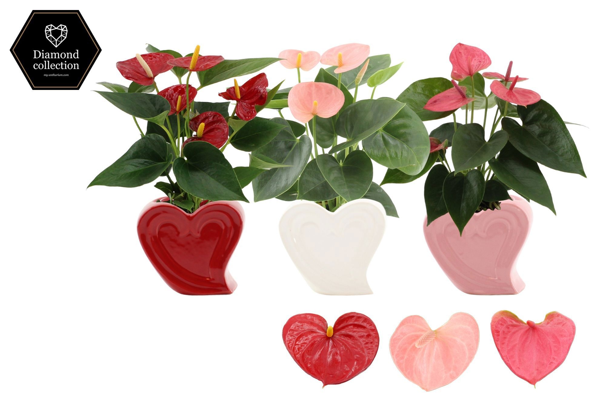 Anthurium 9 cm 3 color mix in Nice ceramics, D 9