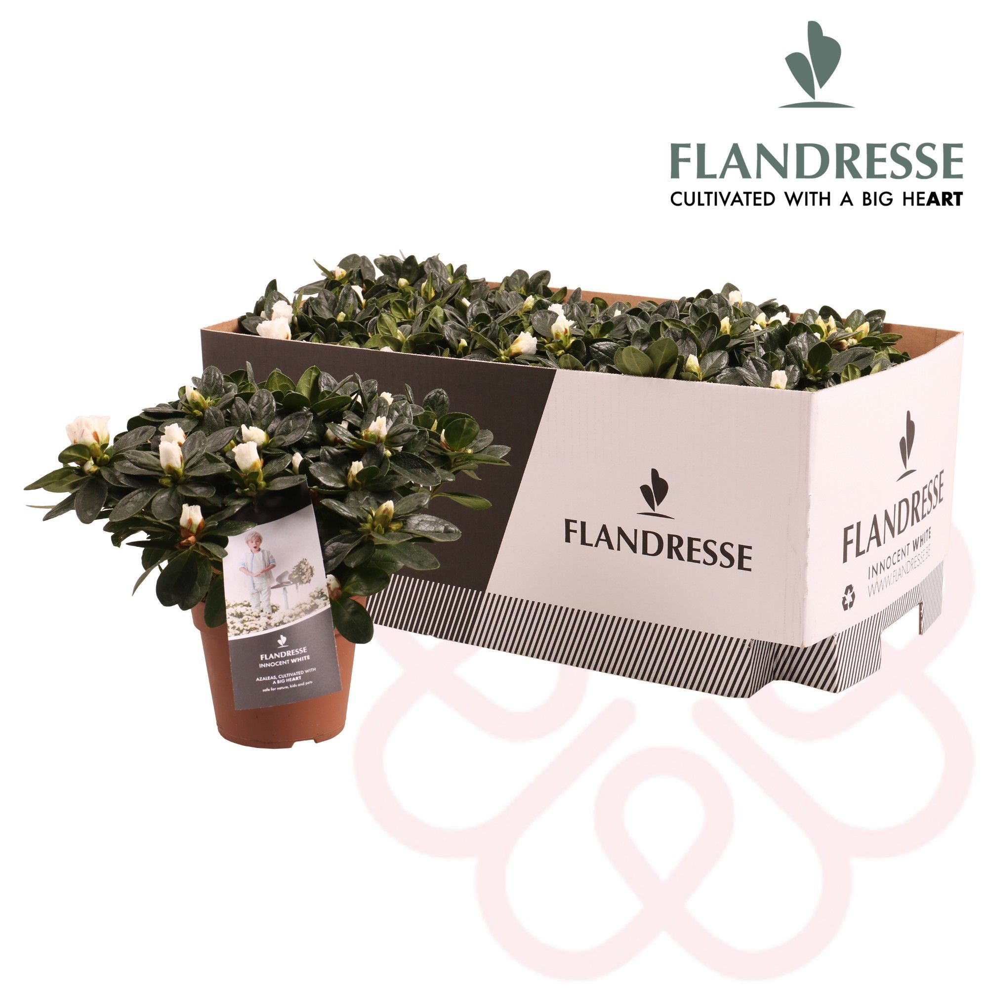 Azalea Flandresse® 'Innocent White' 22 - 25 cm, D 12