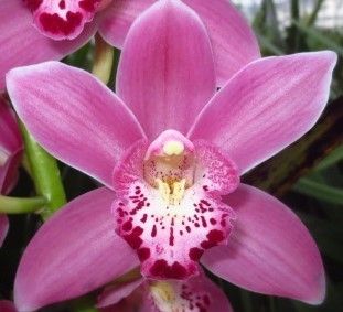 Цимбидиум мини Соло x10 60, шт.