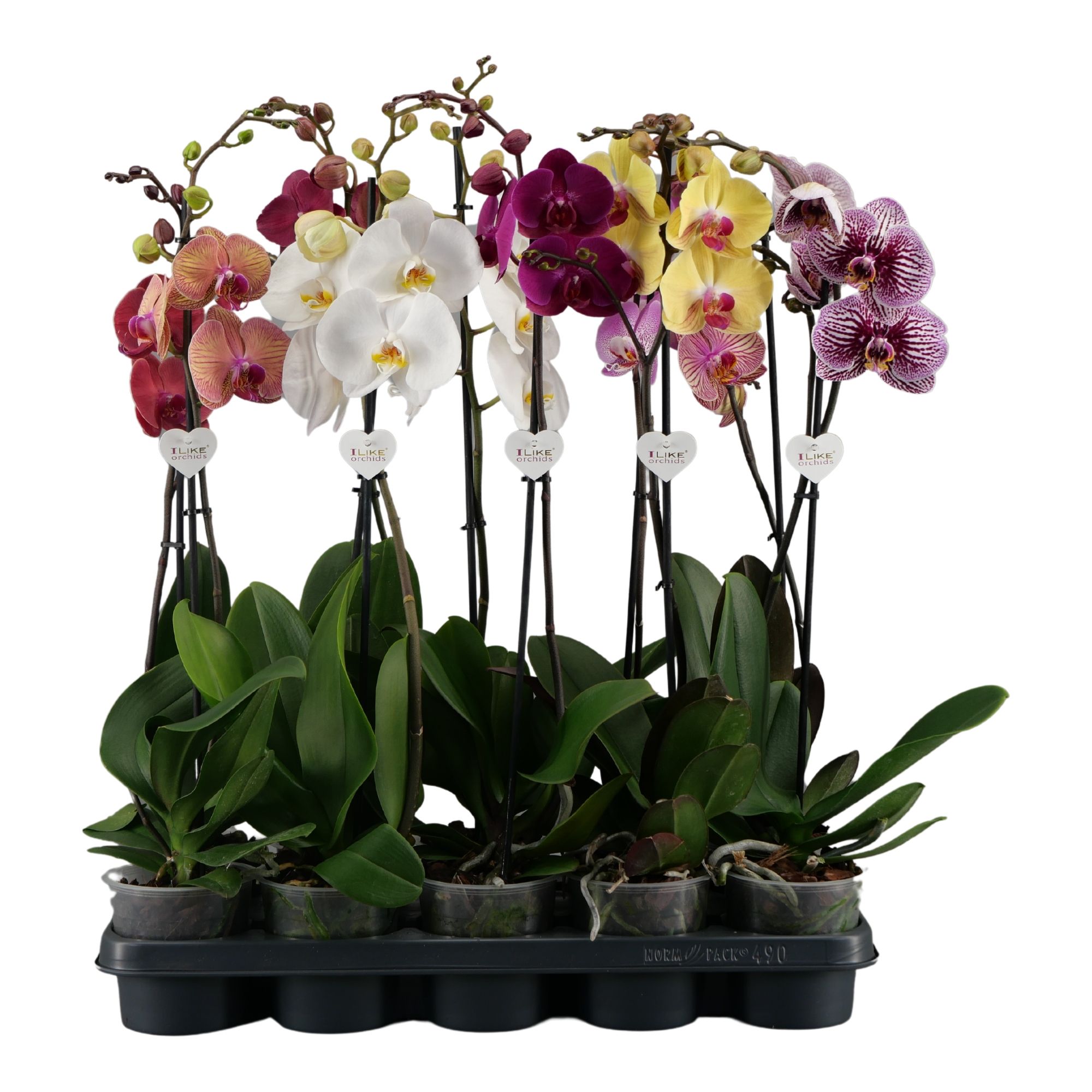Phalaenopsis mix - 1 tak 70cm 9+/vertakt, D 12 cm