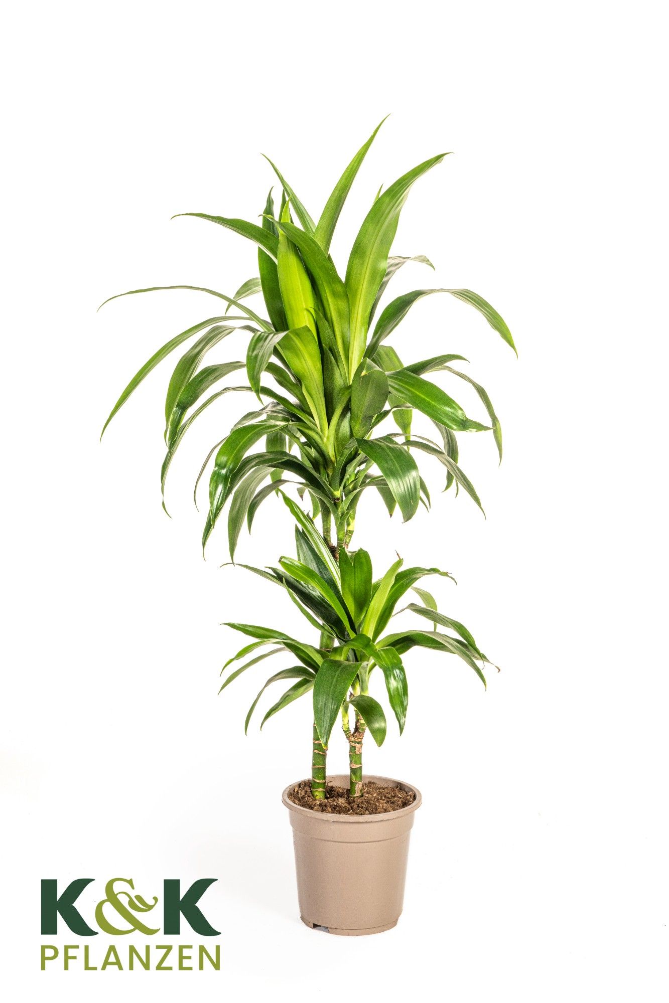 Dracaena deremensis Lisa T19, D 19