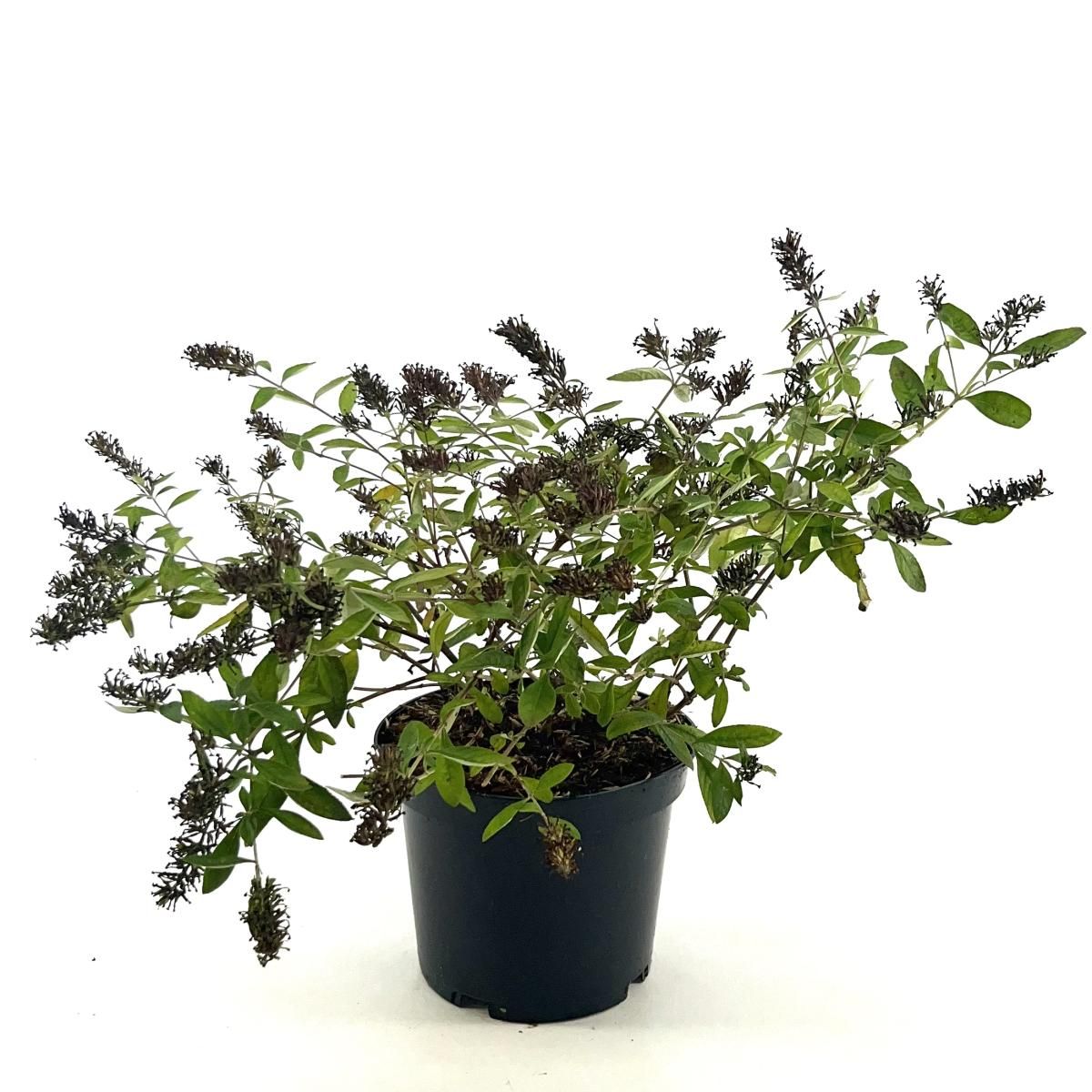 Buddleja Flutterby Peace, D 19