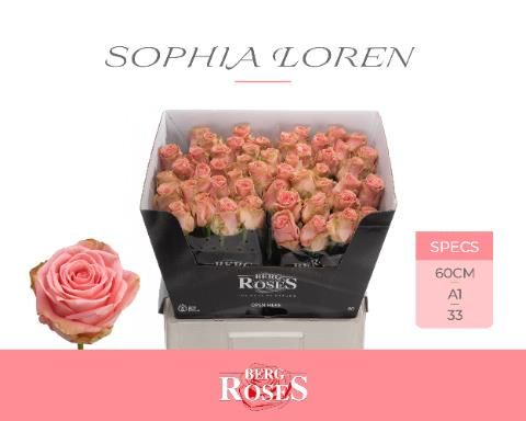 Роза од. Софи Лорен 60, шт.