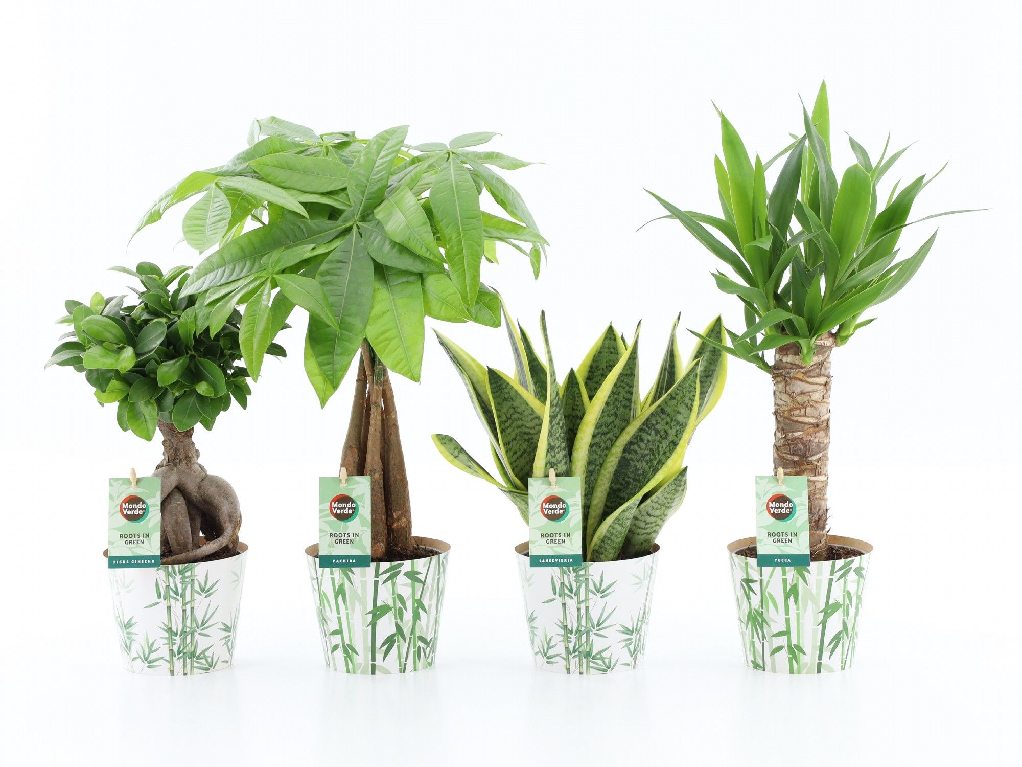 Amazone Mix in Potcover Bamboo, D 12