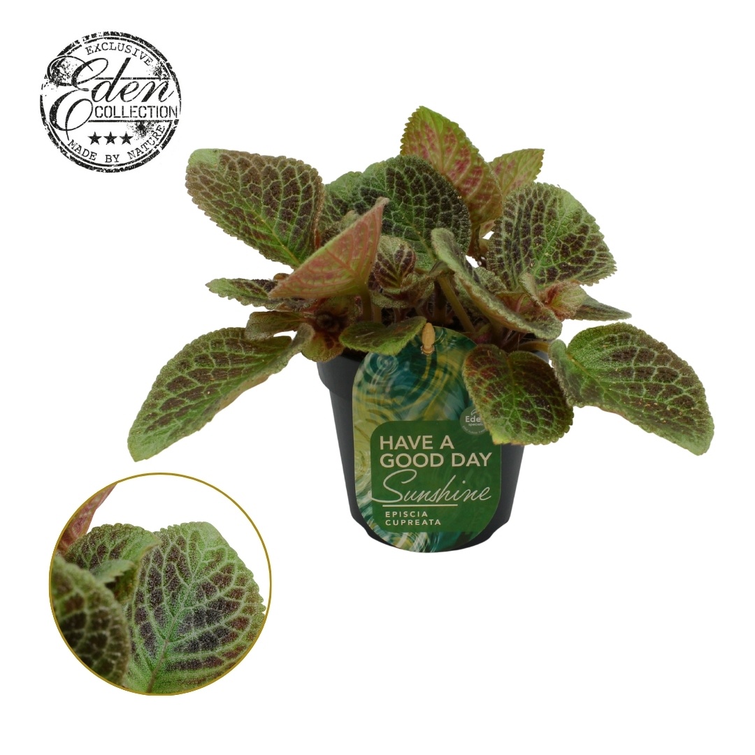 Episcia cupreata Shimmer 12cm, D 12 cm