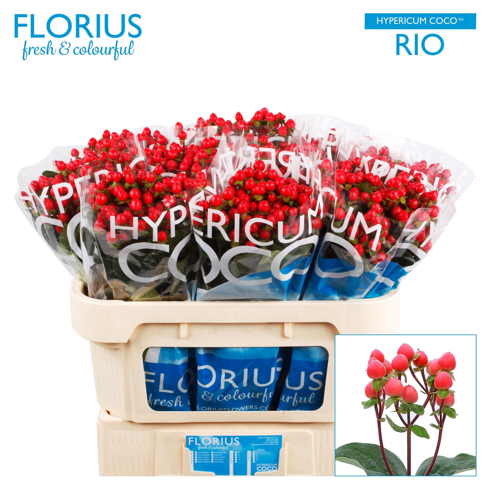 Гипперикум Коко Рио 70, шт.