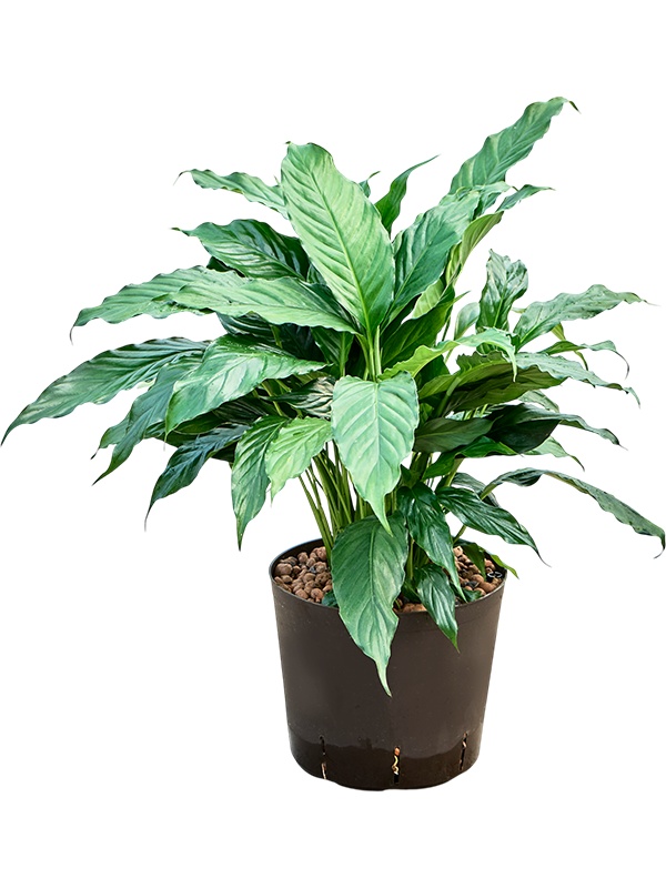 Spathiphyllum 'Hybriden', D 22