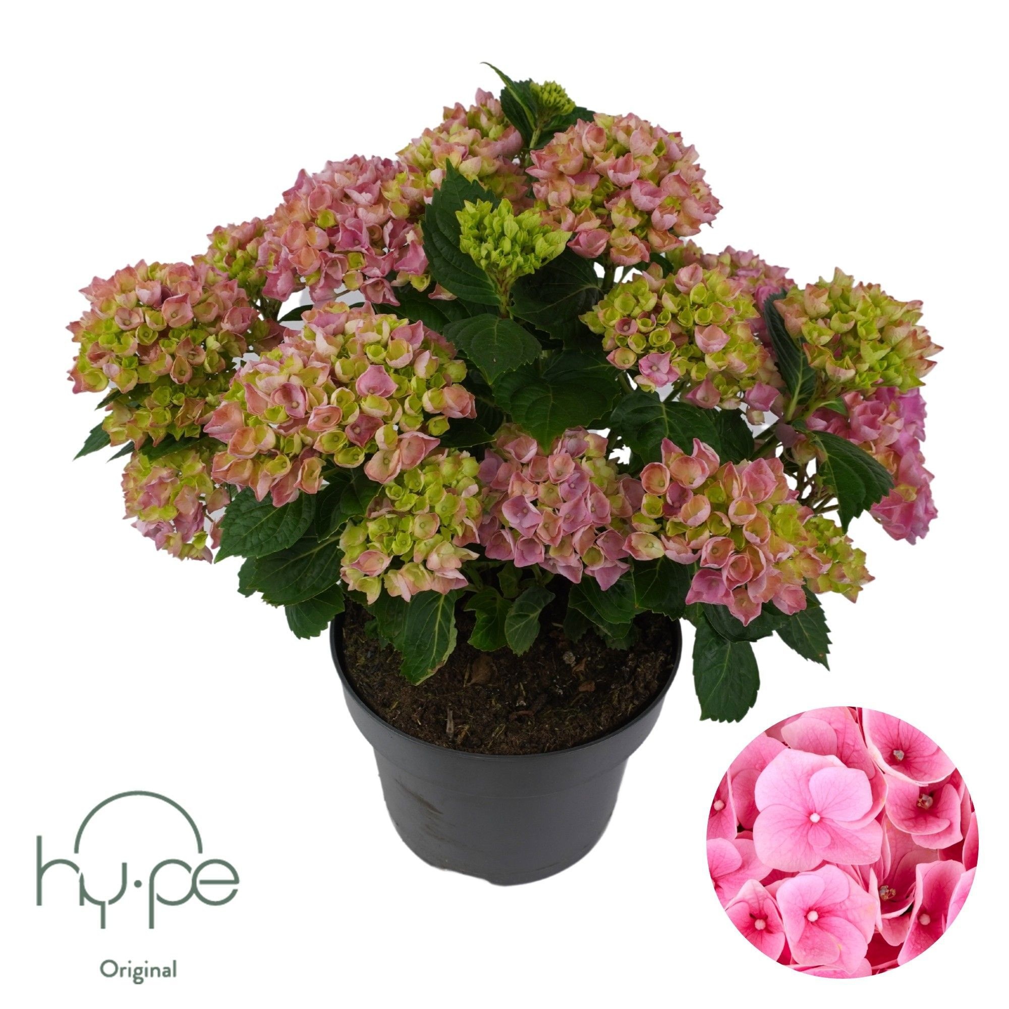Hydrangea Mophead Pink 10+ | Hy-pe Original, D 23