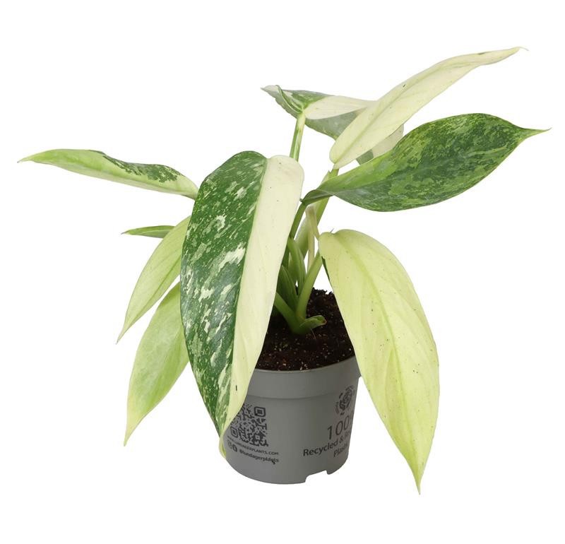 PHILODENDRON-HYBRID 'JOSE BUONO', D 12